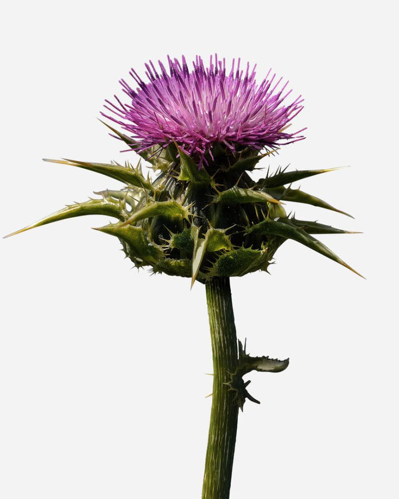 8 Faces Brilliance Serum - Skin Love Cream